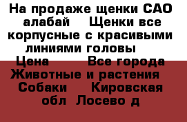 На продаже щенки САО (алабай ). Щенки все корпусные с красивыми линиями головы . › Цена ­ 30 - Все города Животные и растения » Собаки   . Кировская обл.,Лосево д.